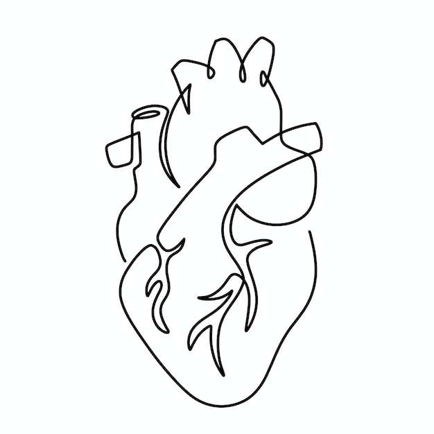 Vector continuous one line anatomical human heart illustration