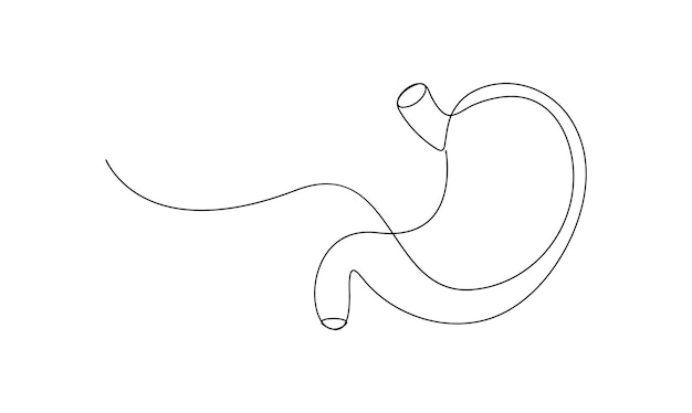 Vector continuous one simple single abstract line drawing of anatomical human stomach isolated on wh