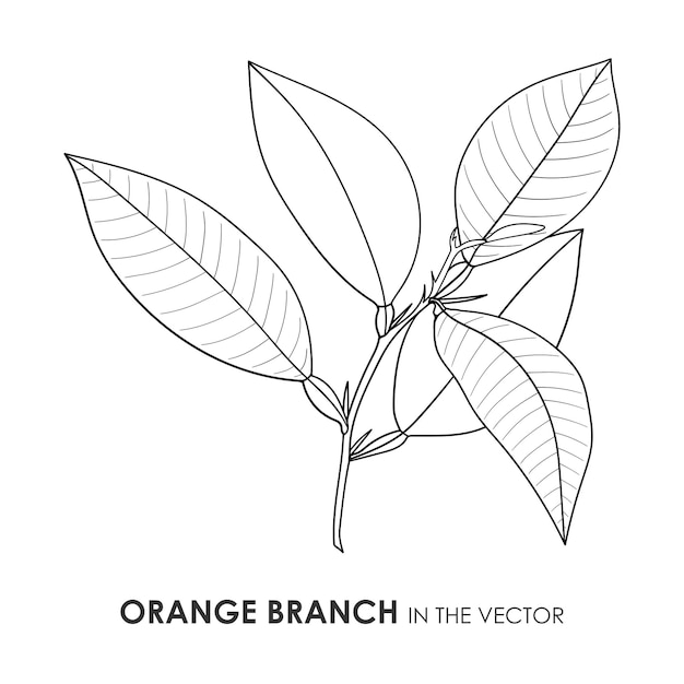 Disegno di contorno vettoriale di un ramo d'arancio su uno sfondo bianco