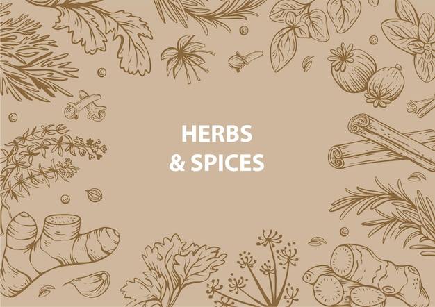 Vector vector copy space linear illustrations with spices and herbs basil parsley coriander rosemary c