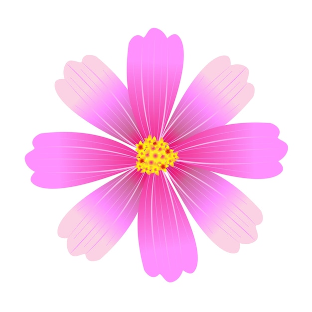 ベクトルコスモスの花