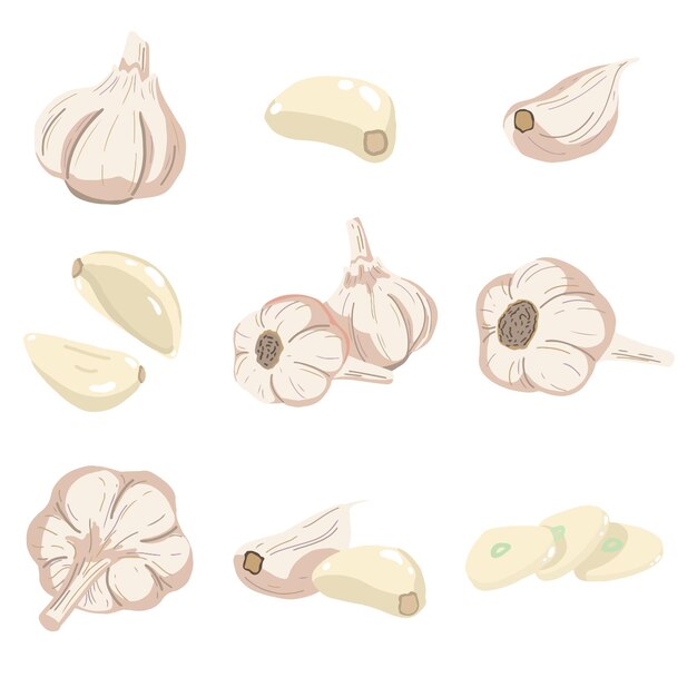 Vector vector creative design isolated set of garlic illustration