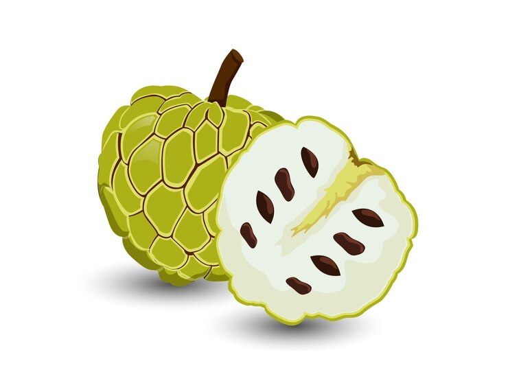 Vector Custard apple fruit isolated on white background.Vector, illustration