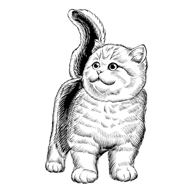 Vector vector cute cat black and white line art illustration design