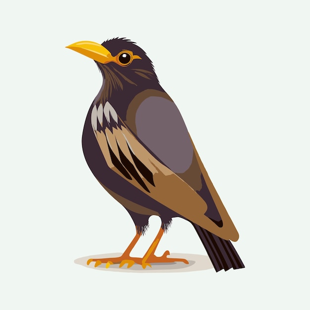 Vector vector cute myna cartoon style