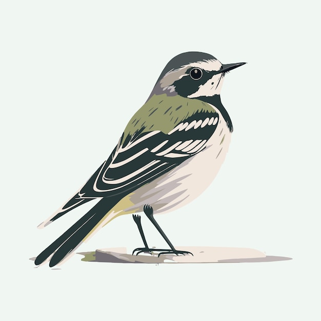 Vector vector cute wagtail cartoon style