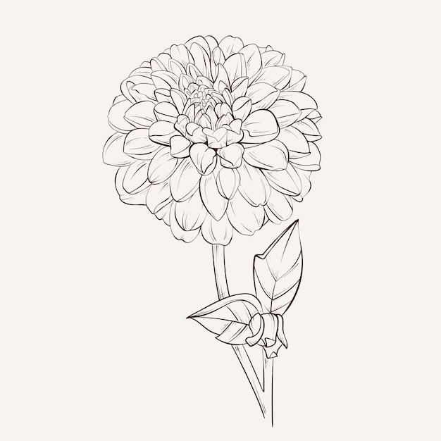 벡터 터 다리아 꽃 가을 꽃 부켓 디자인에 대한 요소 손으로 그린 윤 선과 스트로크
