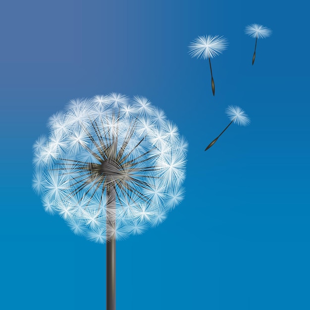 Vector vector dandelion with flying seeds