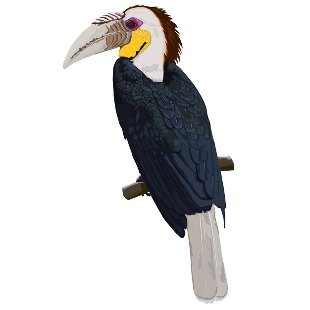 벡터 가지 에 있는 수 ⁇  wreathed hornbill perch 의  ⁇ 터 디자인