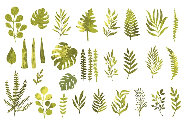 Vector designer elements set collection of green forest fern, tropical green eucalyptus greenery art foliage natural leaves herbs in watercolor style.