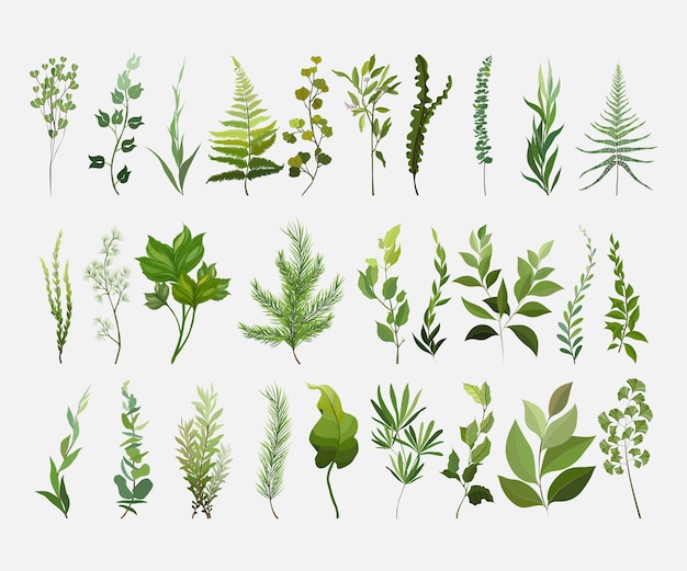 Vector designer elements set collection of green forest fern.