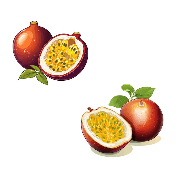 Vector vector designs of a passion fruit on a white background