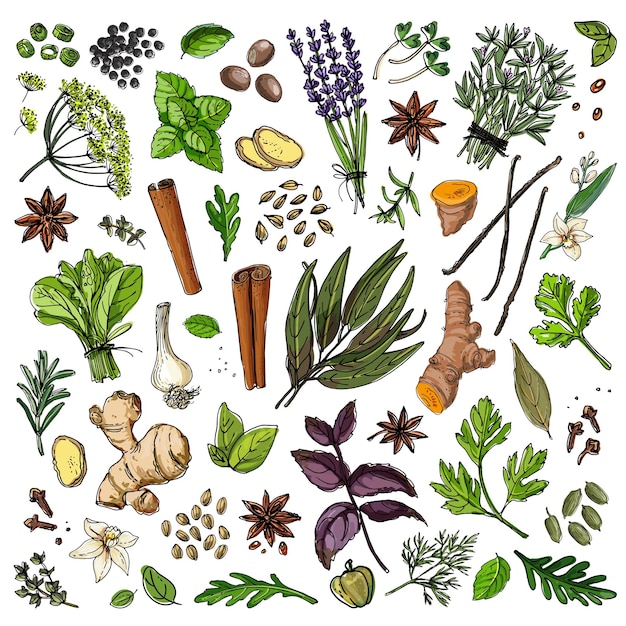 Vector different spices, cereals and beans. colored sketch of food. farm spices and seasonings