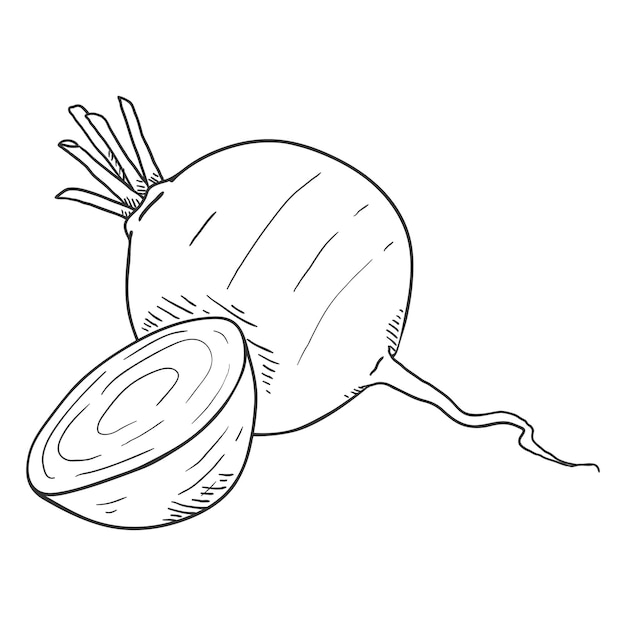 Vector Doodle Sketch Beetroot