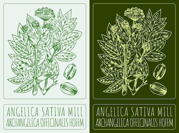 Vector drawing ANGELICA SATIVA MILL The Latin name is ARCHANGELICA OFFICINALIS HOFFM