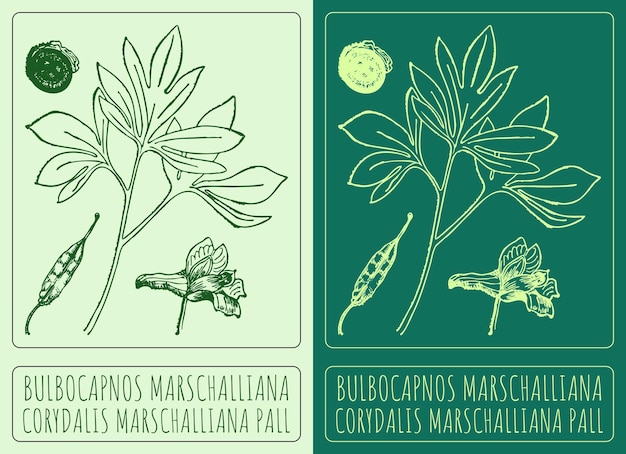 Vettore disegno vettoriale bulbocapnos marschalliana illustrazione disegnata a mano il nome latino è corydalis marschalliana pall