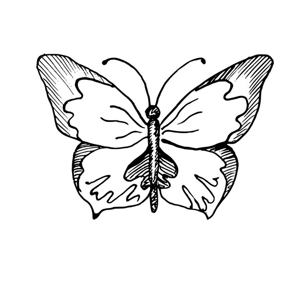 Vector vector drawing of butterfly hand drawn linear illustration of flying insect in black and white