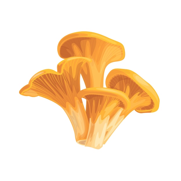 Vector drawing of chanterelle mushrooms on a white background