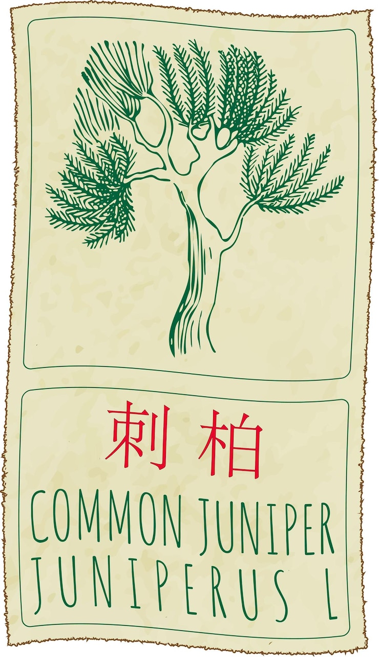 Vector vector drawing common juniper in chinese hand drawn illustration latin name is juniperus l