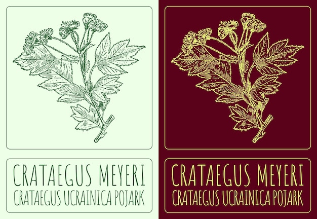 Vector vector drawing crataegus meyeri hand drawn illustration the latin name is crataegus ucrainica pojark