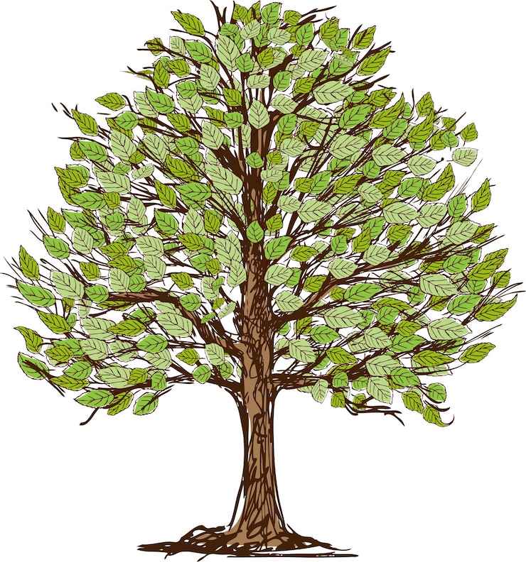 Vector vector drawing of deciduous tree in summer