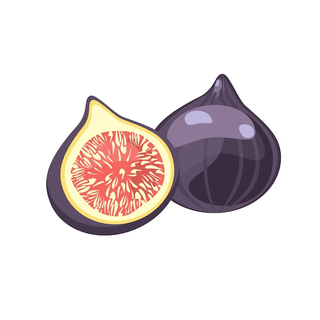 Vector vector drawing of fig on a white background