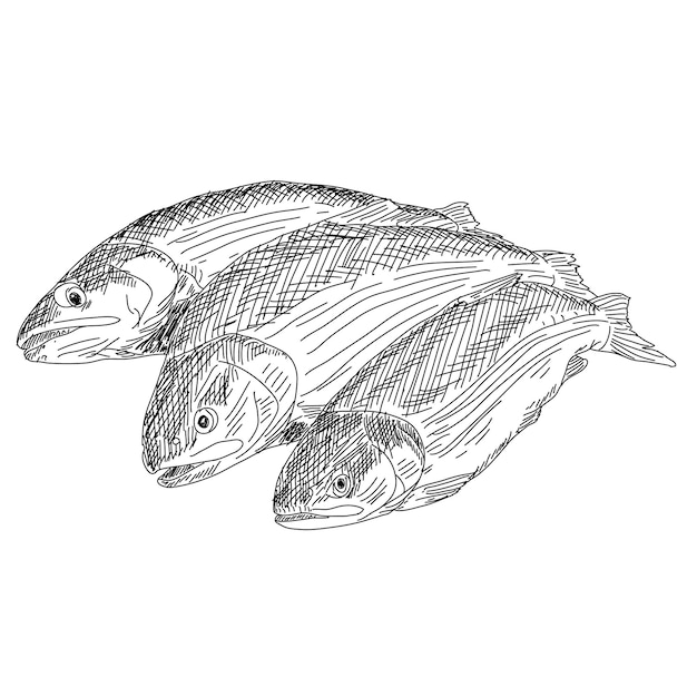 Vector drawing hand fish
