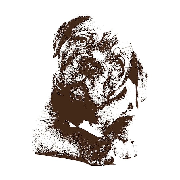 vector drawing illustration black and white engrave isolated illustration