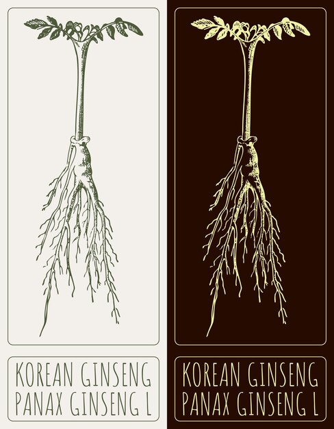 Vettore disegno vettoriale korean ginseng ginseng illustrazione disegnata a mano il nome latino è panax ginsensg l