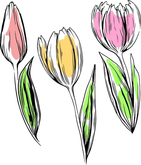 Disegno vettoriale di fiori lineari tulipani