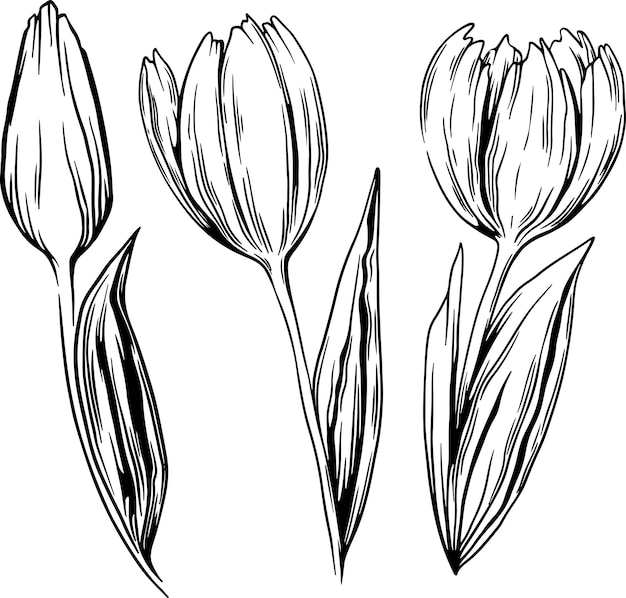 Vector drawing linear flowers tulips
