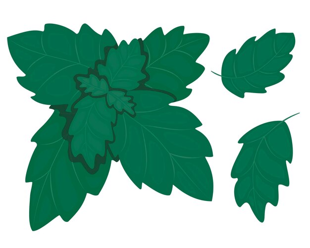 Vector drawing of a mint leaf.Vector illustration of fresh peppermint. Isolated illustration.