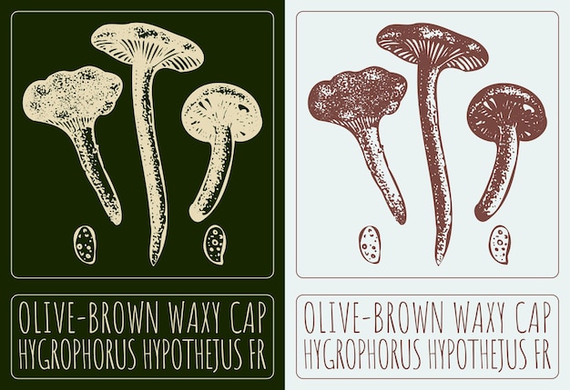 Vector drawing OLIVEBROWN WAXY CAP Hand drawn illustration Latin name is HYGROPHORUS HYPOTHEJUS FR