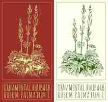 Vector vector drawing ornamental rhubarb hand drawn illustration the latin name is rheum palmatum l