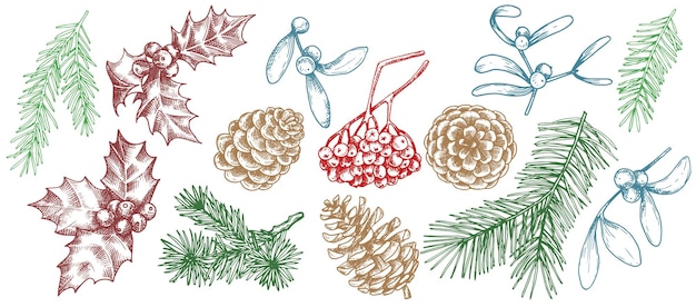 ベクトル描画。クリスマスの植物、ビンテージスタイルのイラスト、スケッチ、グラフィックトウヒの枝のセット