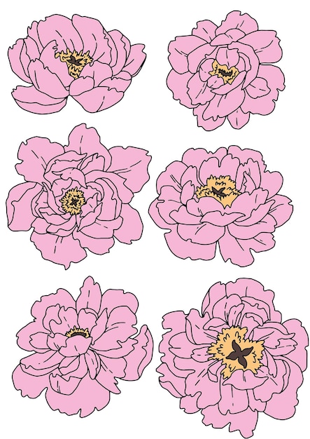 Vector vector drawing set of pink peonies