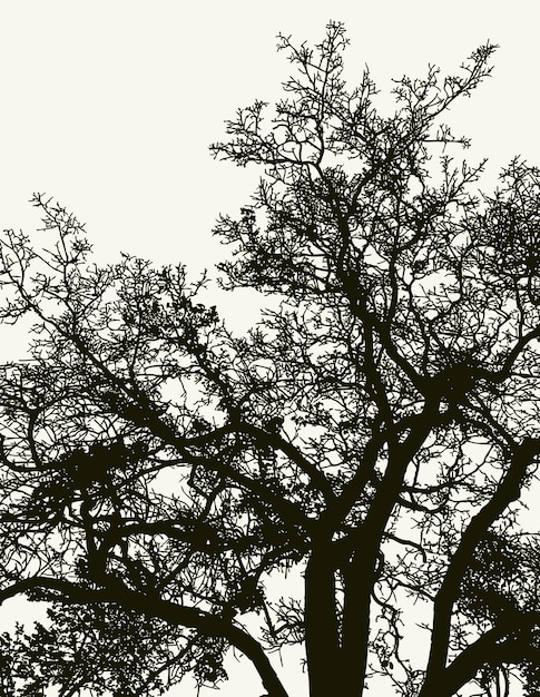겨울 숲에서 오래 된 나무의 실루엣의 벡터 드로잉
