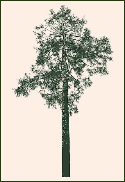 Vector vector drawing of silhouette single young pine tree