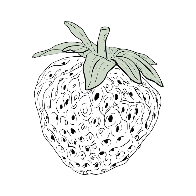 Vector vector drawing of strawberries berries hand drawn isolated vector illustration fresh berries sketch