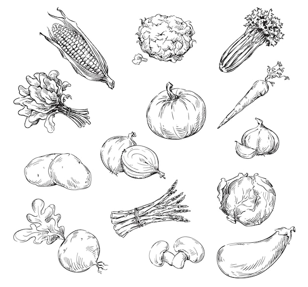 Vector vector drawing of various vegetables