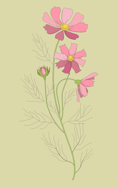 Vector drawing with a contoured Cosmos or a bouquet of Cosmea flowers