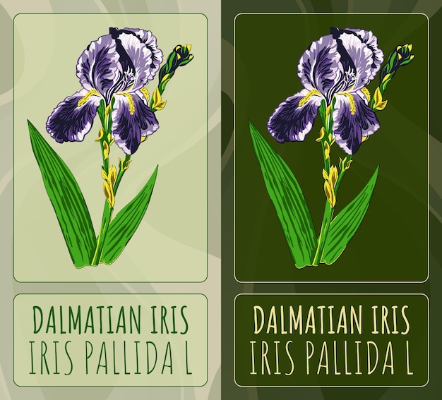 Vector vector drawings dalmatian iris hand drawn illustration latin name iris pallida l