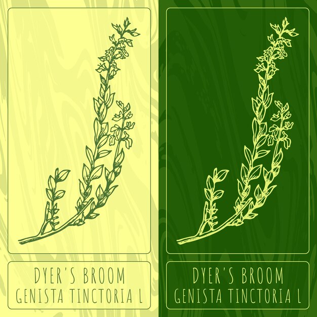 Vector drawings DYERS BROOM Hand drawn illustration Latin name GENISTA TINCTORIA L