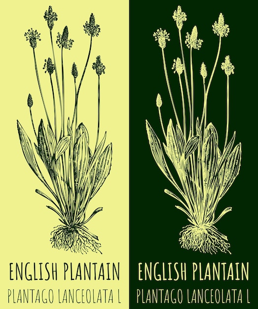 터 그림 영어 PLANTAIN 손으로 그린 일러스트레이션 라틴어 이름 PLANTAGO LANCEOLATA L