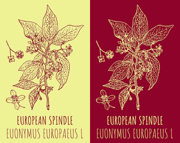 Vector vector drawings european spindle hand drawn illustration latin name euonymus europaeus l