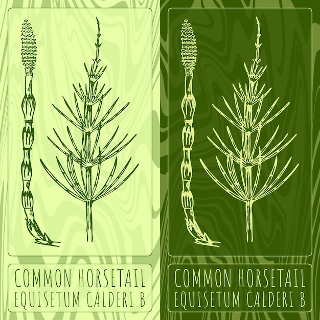 Vector drawings field horsetail hand drawn illustration latin name equisetum arvense l