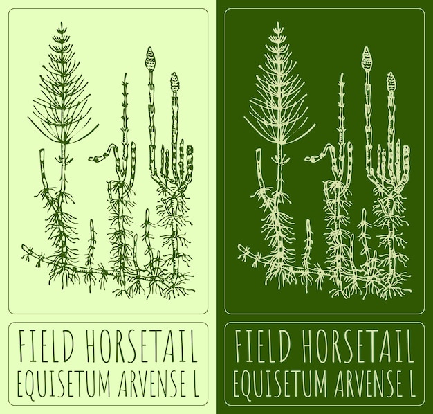 Vector vector drawings field horsetail hand drawn illustration latin name equisetum arvense l