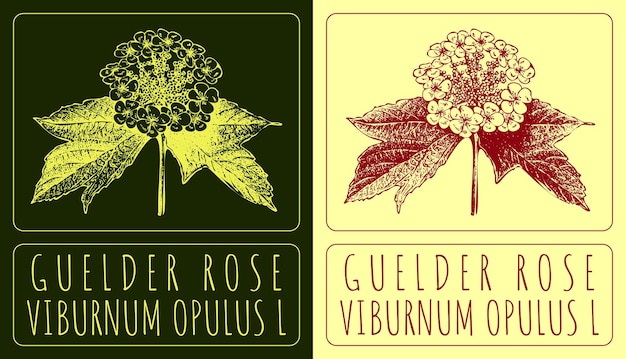 Vettore disegni vettoriali guelder rose illustrazione disegnata a mano nome latino viburnum opulus l