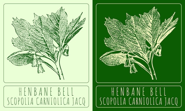 Vector vector drawings henbane bell hand drawn illustration latin name scopolia carniolica jacq