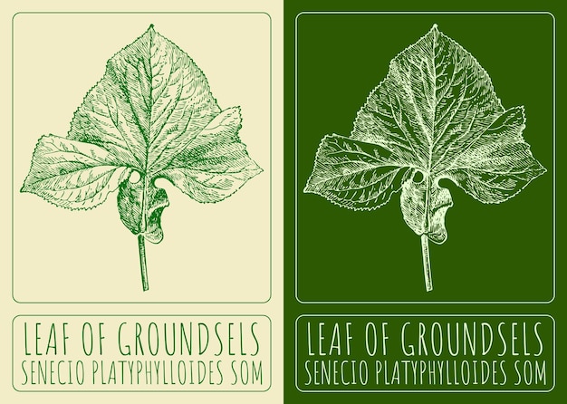 Vector drawings LEAF OF GROUNDSELS Hand drawn illustration Latin name SENECIO PLATYPHYLLOIDES SOM